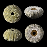 groene zee-egel (strongylocentrotus droebachiensis) 2013